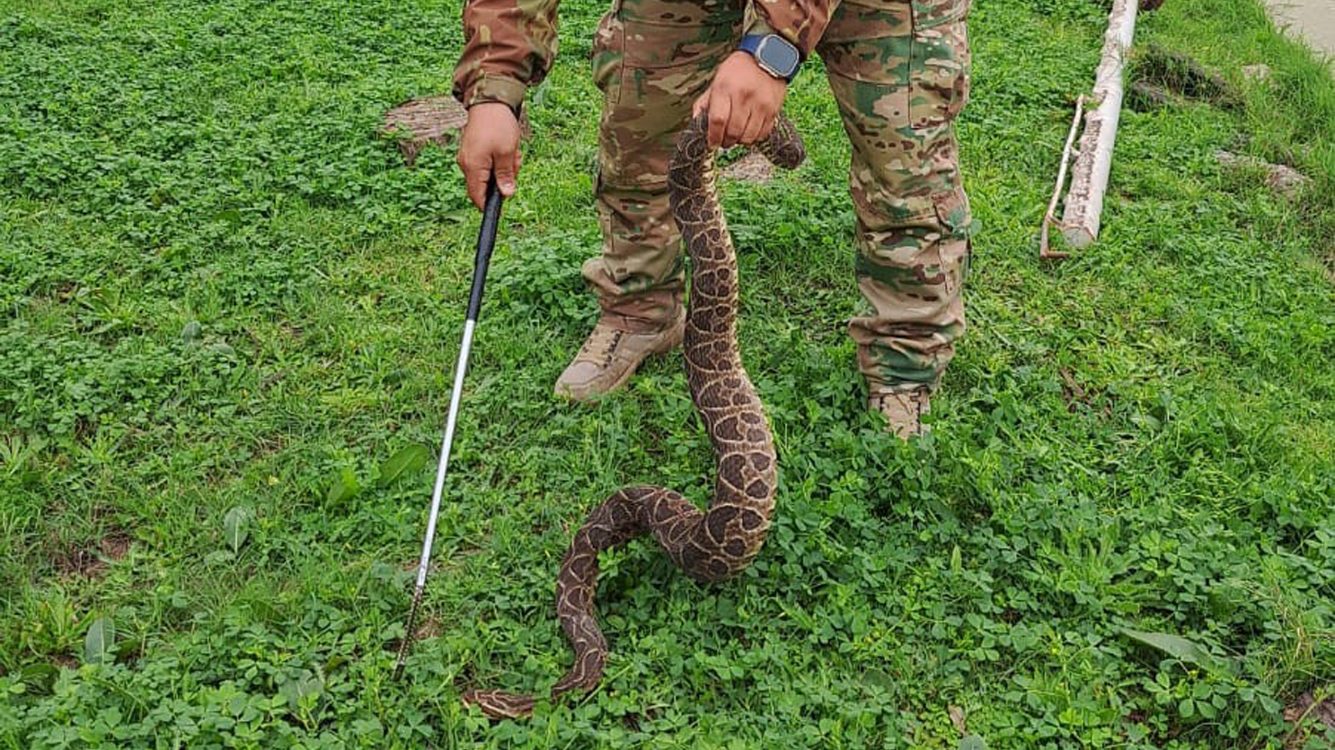 Rescate responsable de yarará en la Base Aérea Militar Resistencia